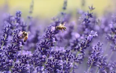 ¿Qué es realmente Cosmética Natural?