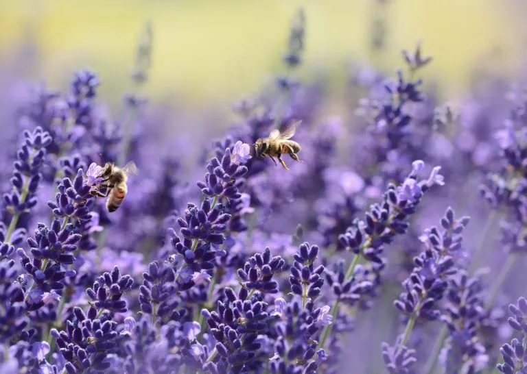 Flor de lavanda