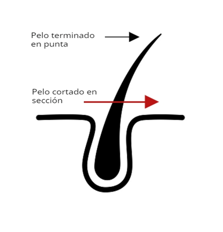 Imagen estructura vello